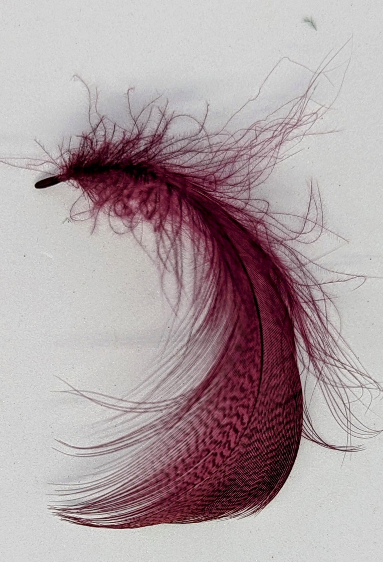 Mixed Grey Drake Feathers