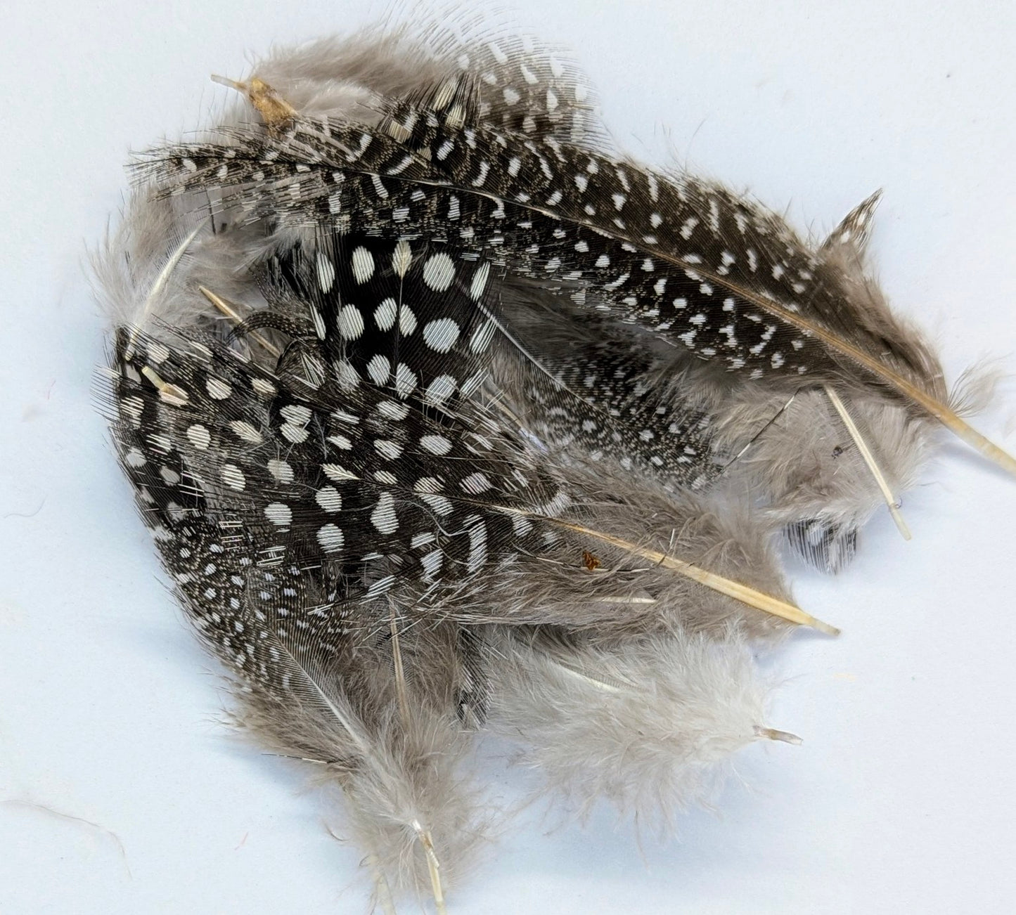 Guinea fowl Feather