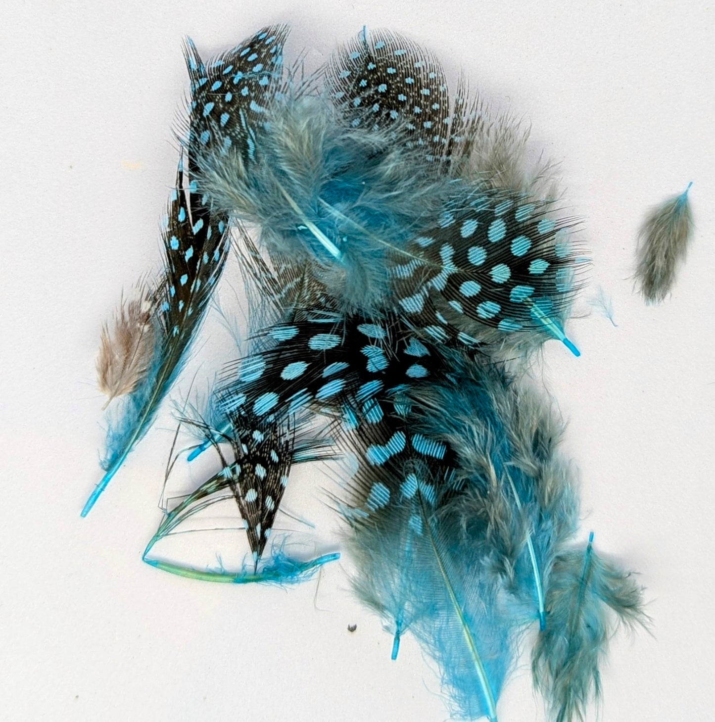 Guinea fowl Feather