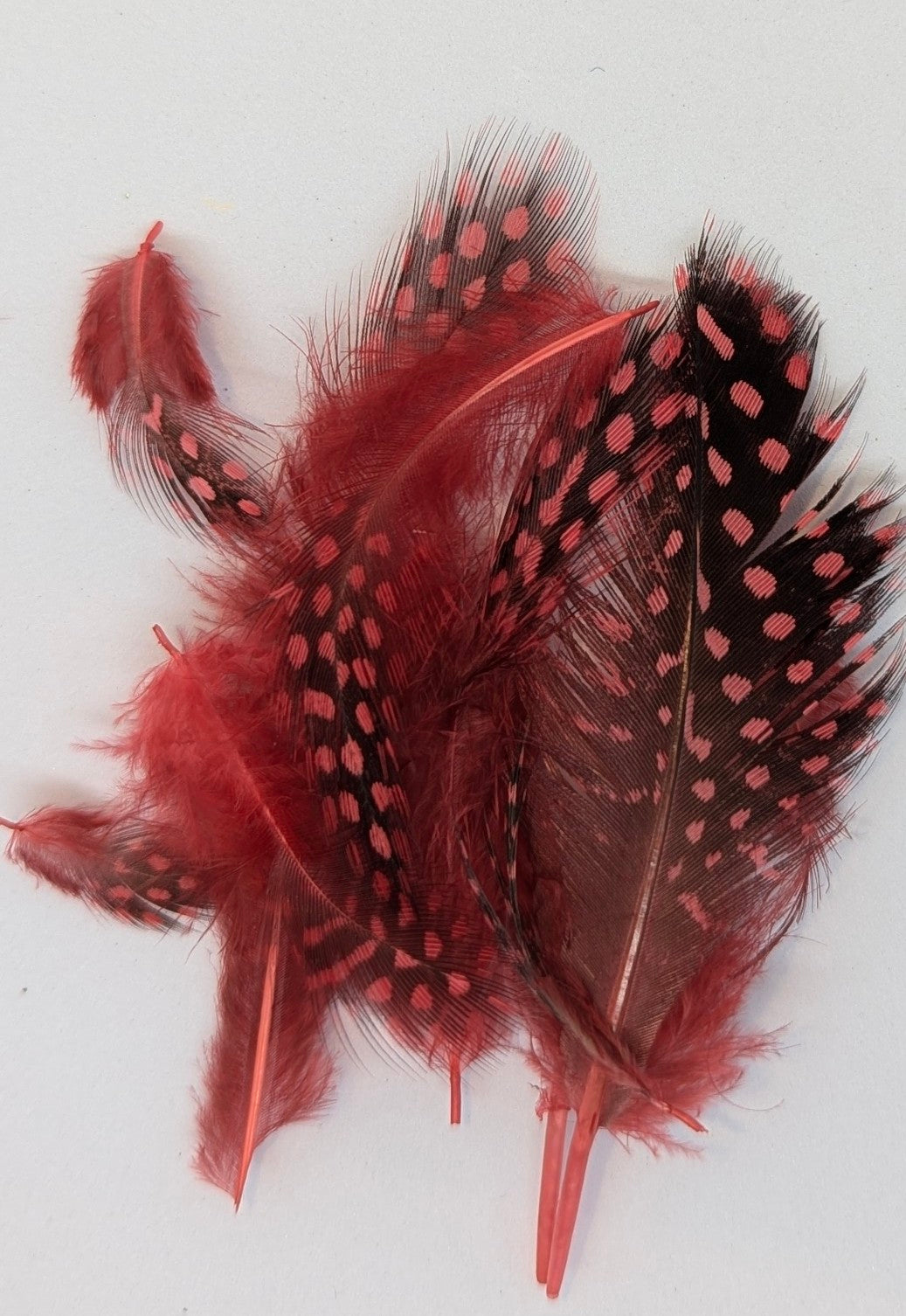 Guinea fowl Feather