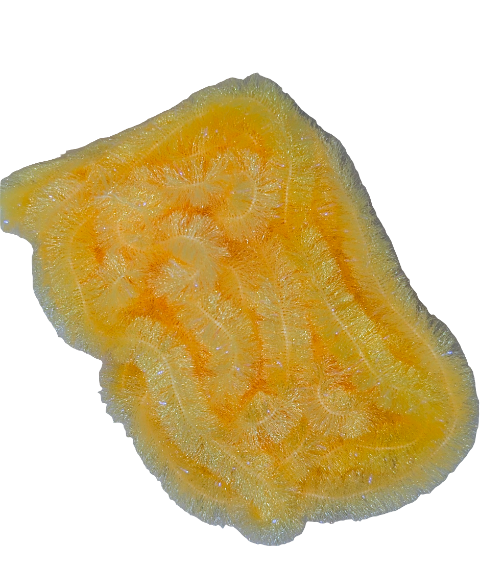 UV Perfect Egg Chenille