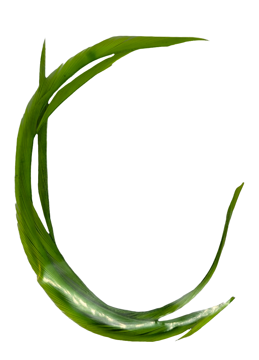 Goose Biots