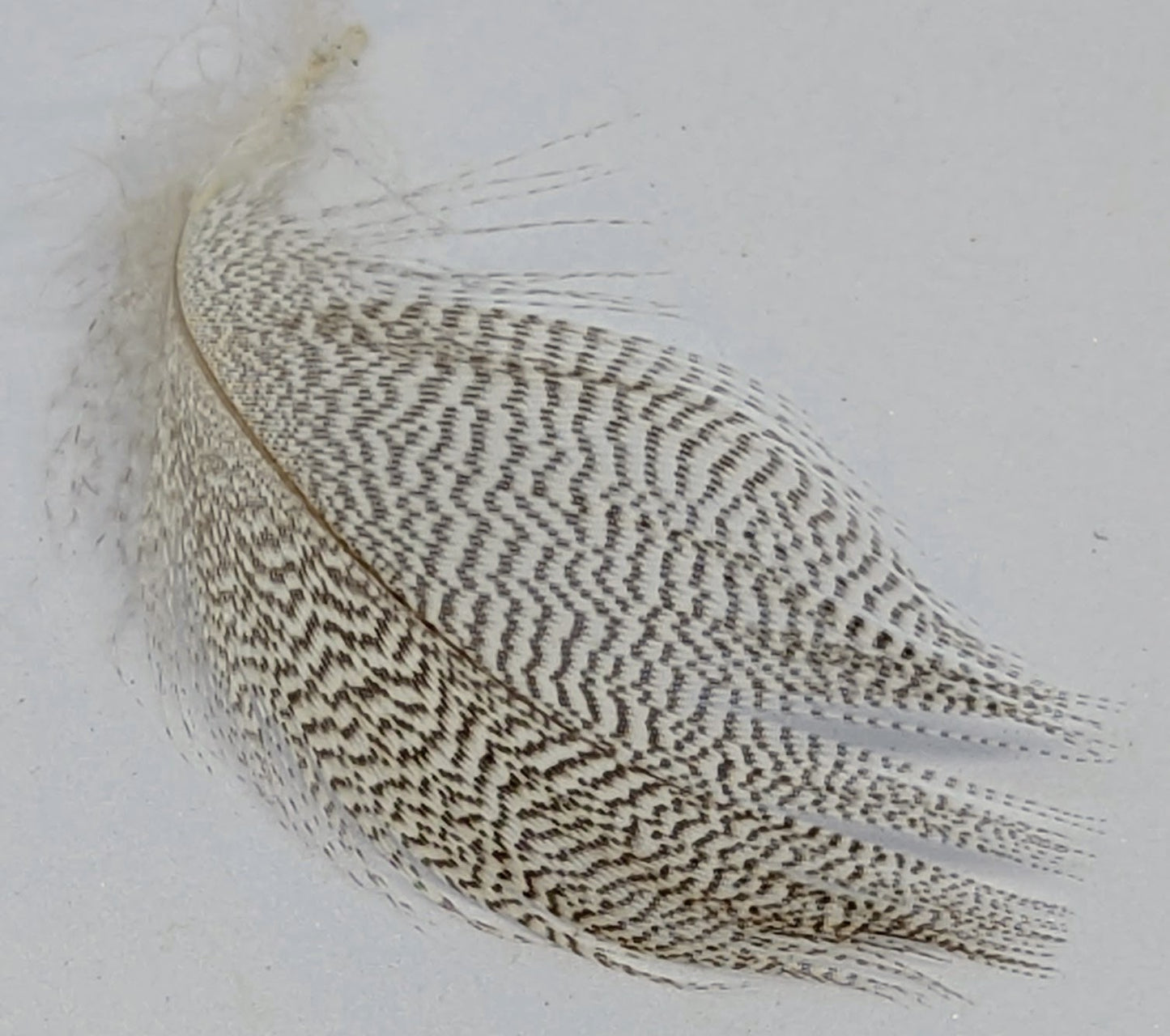 Mixed Grey Drake Feathers