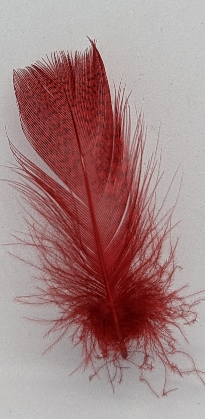 Mixed Grey Drake Feathers