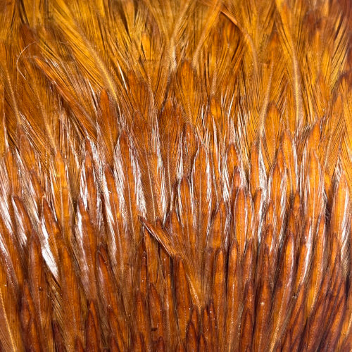 natyral brown indian hackles