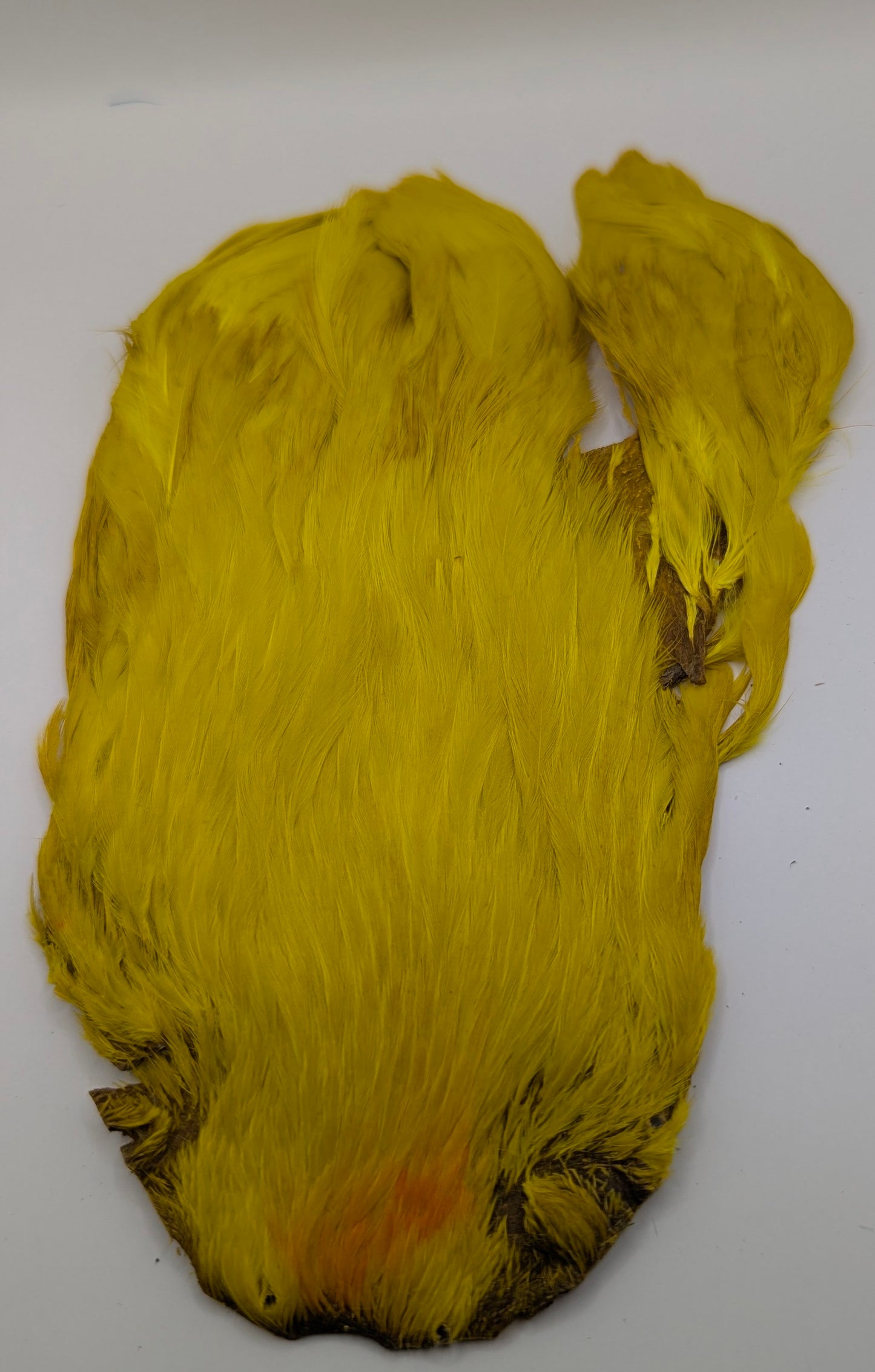 Indian Hen Capes Dyed Set of 5